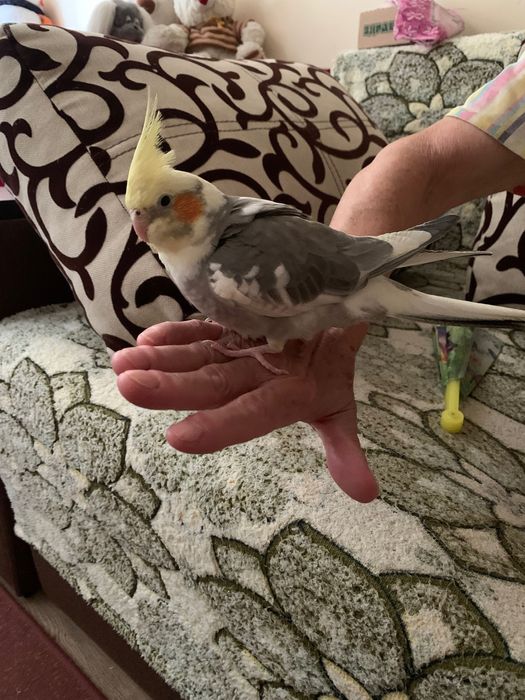 Пропав корела район сухий фонтан