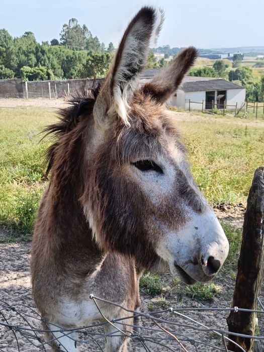 Vendo burro macho