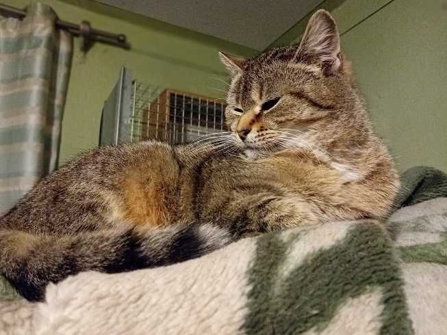 Szukamy domów tymczasowych dla kotków.