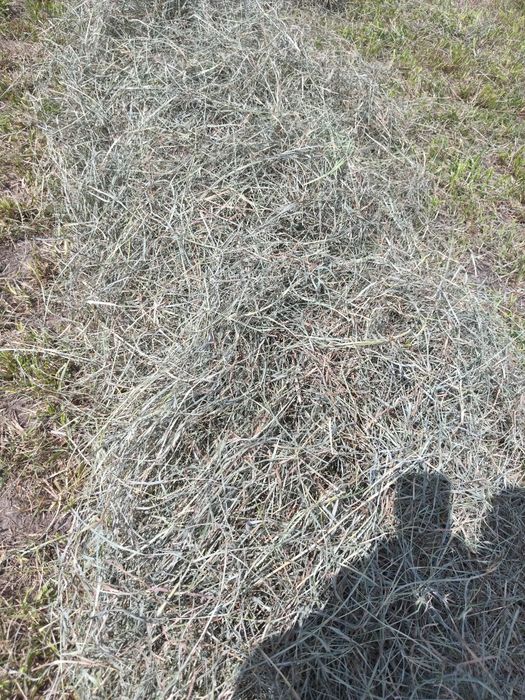 Siano suszone na słońcu 2,5 kg