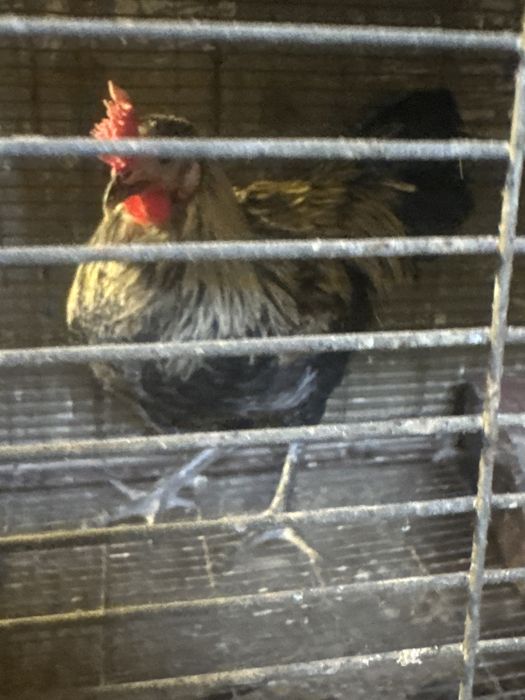 Vendo galo coquito