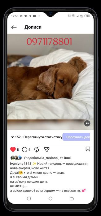 ці милі дівчатка чекають на дім,