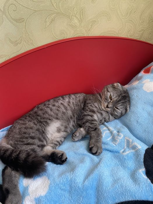 Віддам в добрі руки