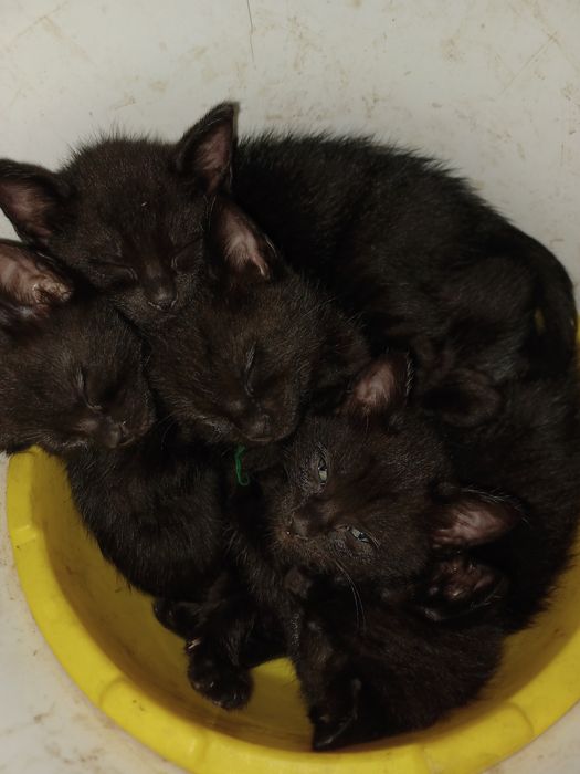 Gatos para adoção