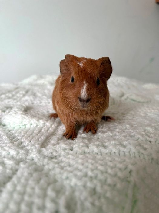 Морська свинка дівчинка