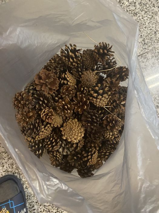 Pinhas miniatura naturais