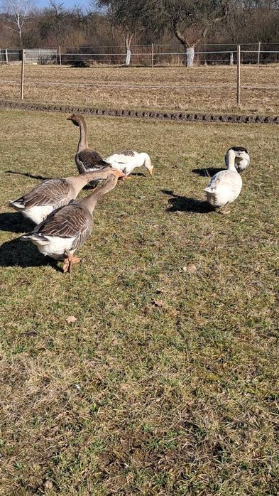 Sprzedam gęsi landes