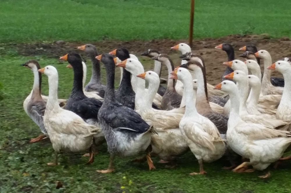 Gęsi na wage odchowane duże
