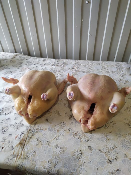 Бройлер (добові, підрощі,жива вага,тушка)