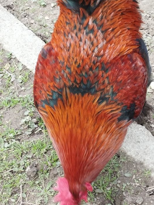 Marans Ovos Férteis