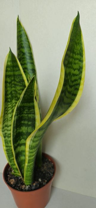 Planta Espada de São Jorge em Vaso 12,5 cm