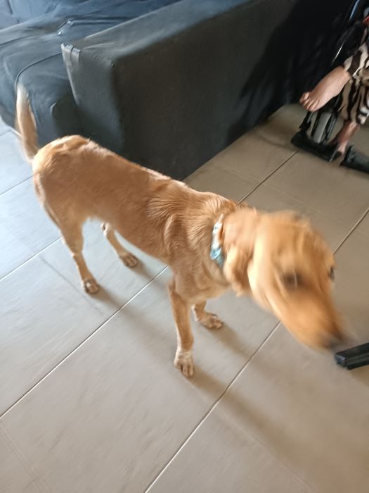 Cão raçado de golden