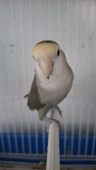 Agapornis Roseicollis