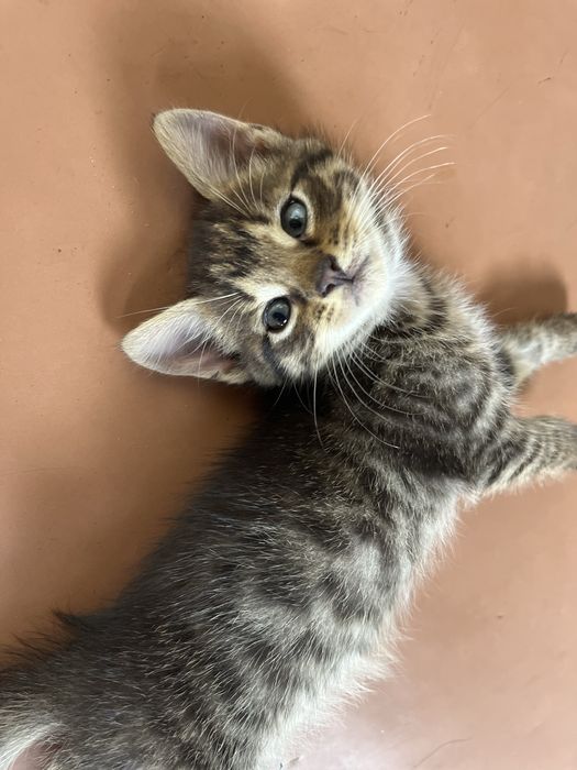 Котики в хороші руки