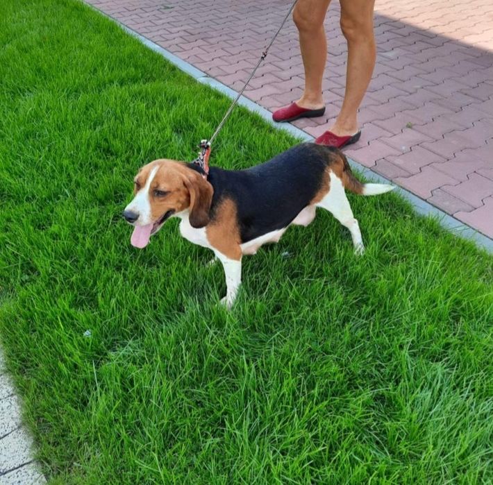 Beagle  super szczeniak