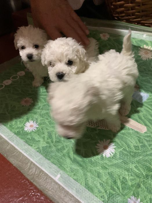 Цуценята Бішон-фрізе