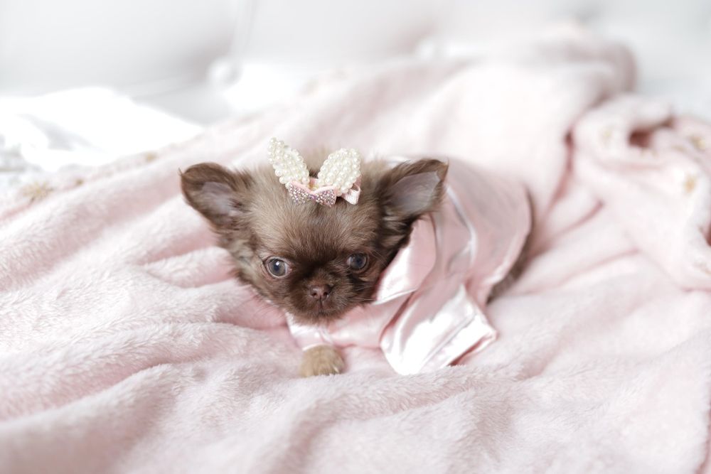 Chihuahua FCI dziewczynka