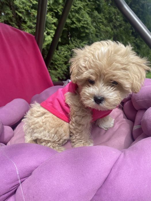 Пухнасті карамельки мальтіпу