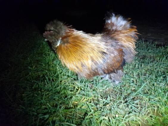 Koguciki silki jedwabiste i białoczuby