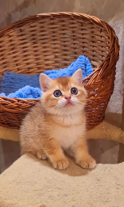 Классные малыши мишки