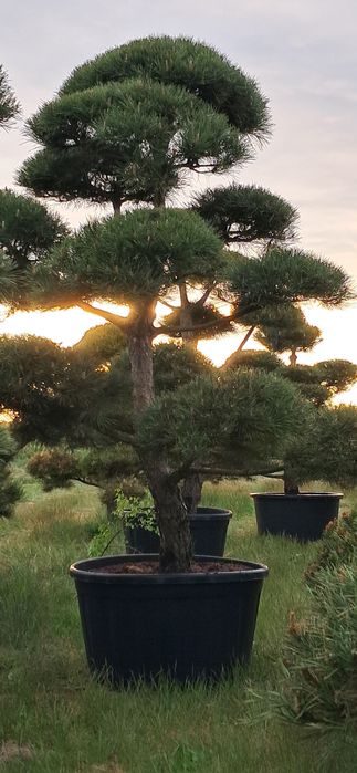 bonsai sosna bonsai 250-300cm super jakość producent