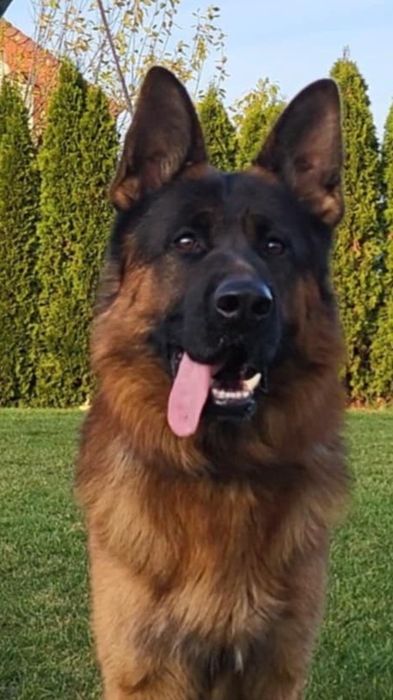 Owczarek Niemjecki Krótkowłosy FCl