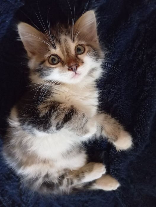 Котята даром кошенята безкоштовно