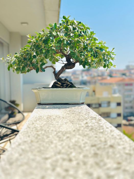 Bonsai Eleagnus Umbelatum, 24 anos do Japão