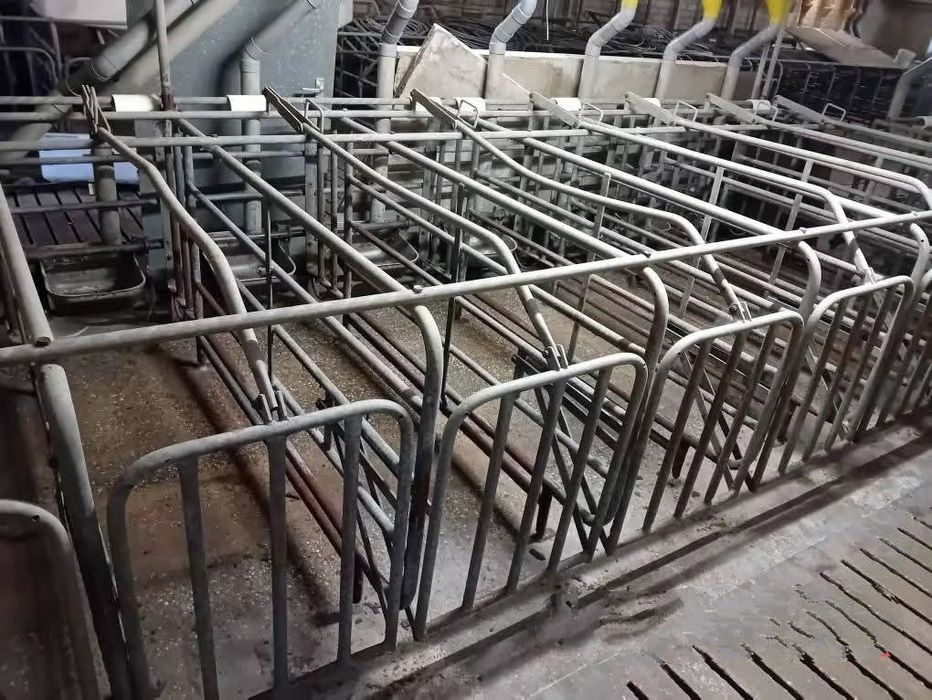 Stanowiska dla świń 114szt + linia paszowo wodną klatki