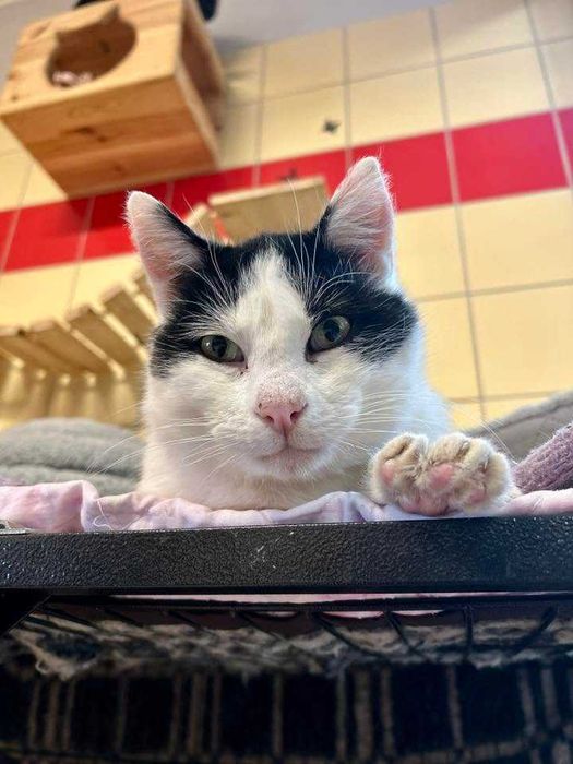 Uwaga, uwaga Leonid poleca sie do adopcji !