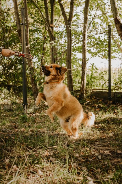 Ciapek /Ricco czeka na swoj dom