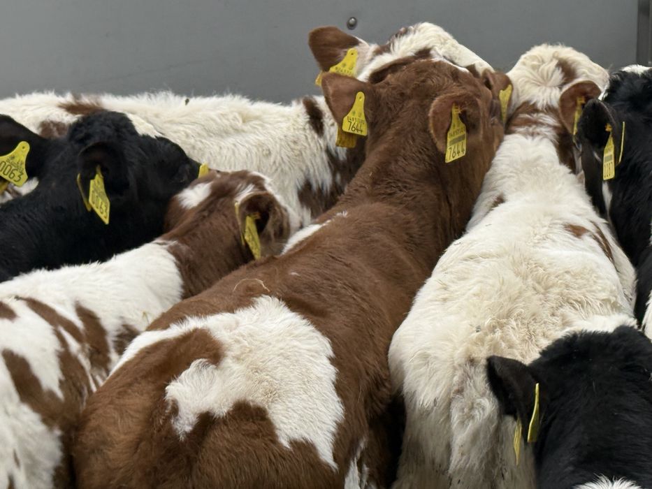 Cielaki odsadki byczki jałóweczki