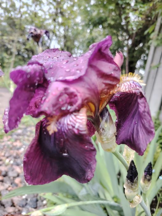 Продам Іриси сортові великі