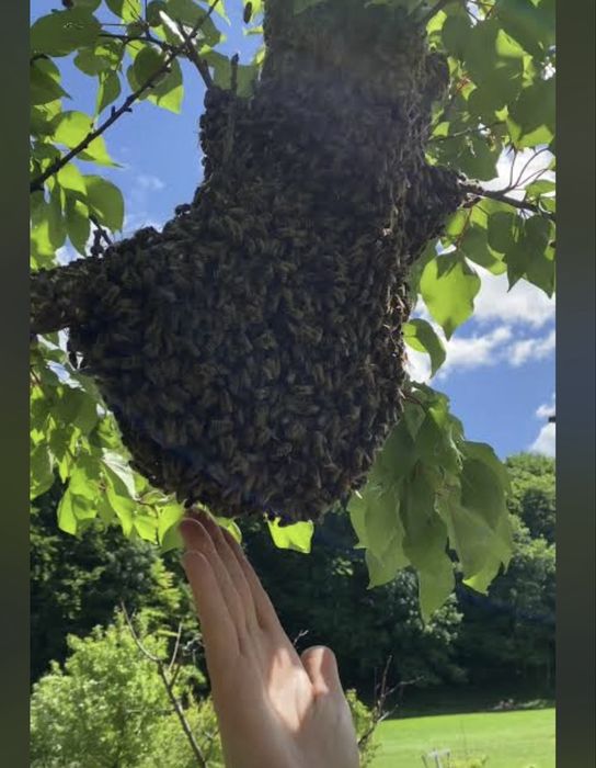 Заберу РІЙ БДЖІЛ, безпечно, професійно, без знищення, пасіка, бджоли рій