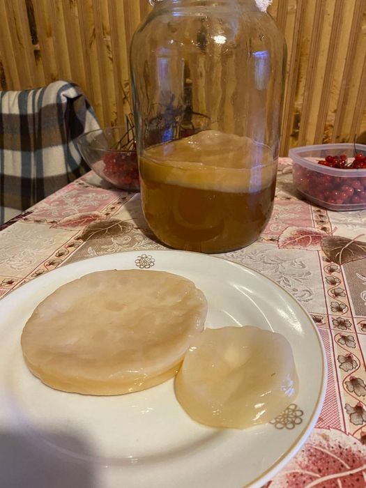 Продам чайний гриб