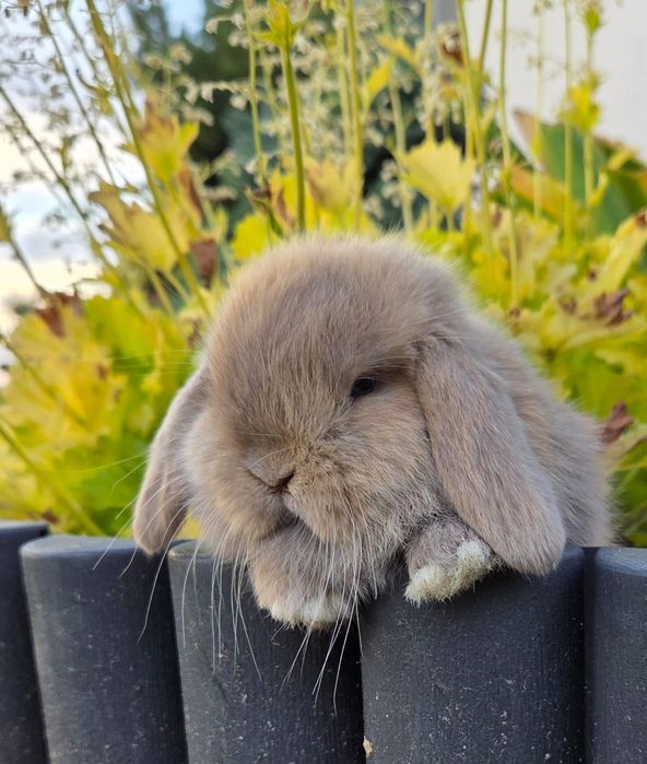 Mini lop / Baranek miniaturowy