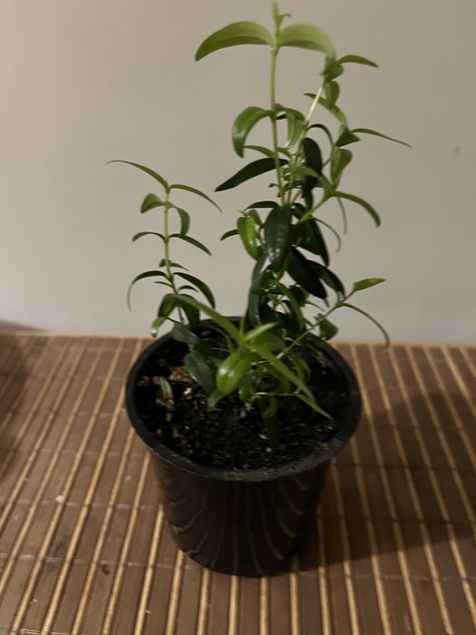 Продам саджанці Мирту