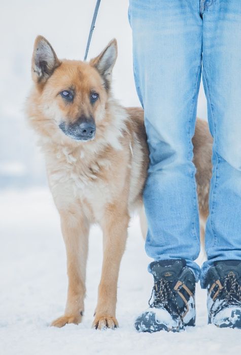 Dolores łagodna proludzka sunia