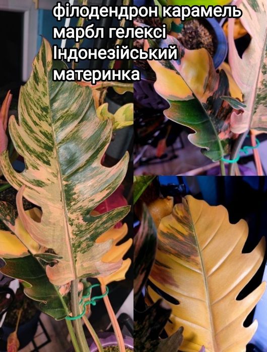 Філодендрон карамель марбл гелексі Індонезійський, фікус шріверіана муншайн, аглаонема лемон мінт, філ медуза/бурле маркс
