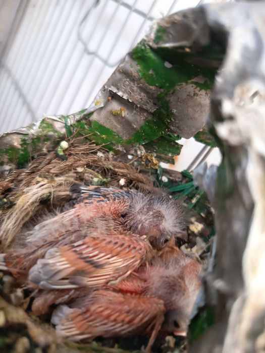 Vendo Cardinalitos