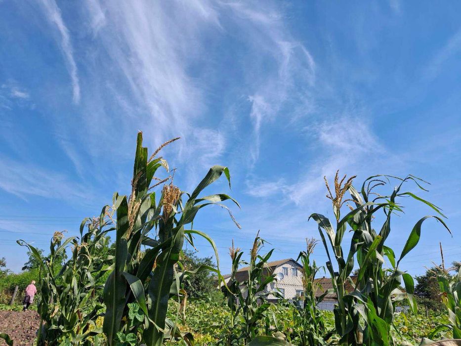 Продам земельну ділянку с/г призначення, Медвеже Вушко 6830