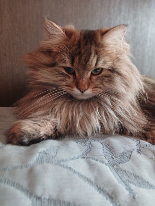 Девочка Джина 8 месяцев