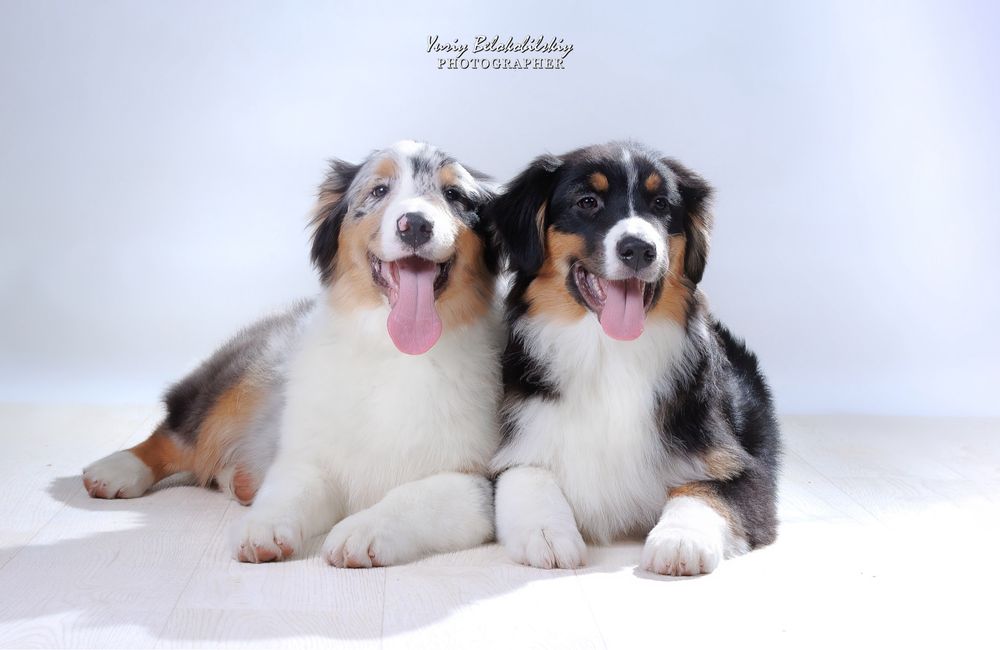 Цуценята Австралійської Вівчарки (ауссі) - хлопчики