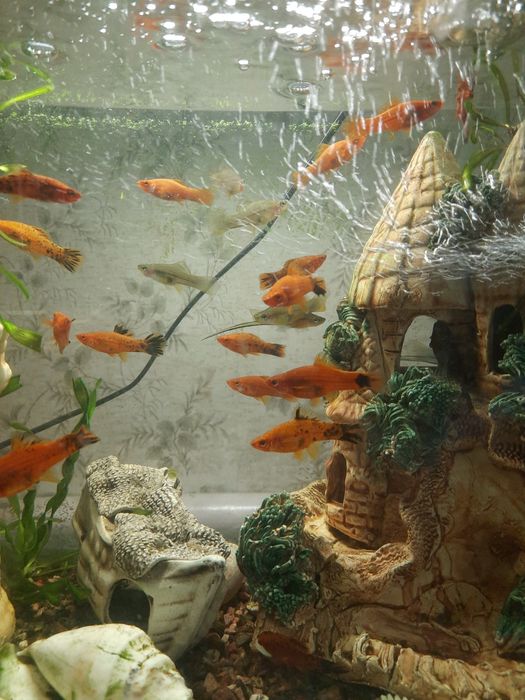 Меченосец. Аквариумные рыбки.