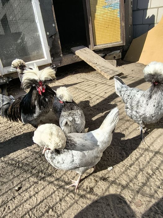 Jaja legowe kur ozdobnych