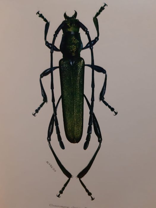 Revista de Entomologia de Moçambique 1964