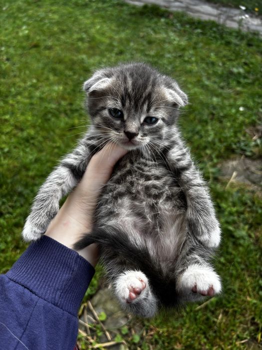 Кошеня висловухе