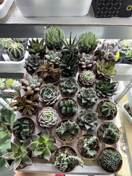 Сукуленти гастерія хавортія Haworthia Сукуленти Трунката