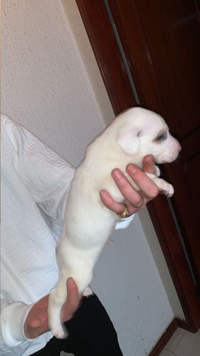 Bebes pittbull com lavrador