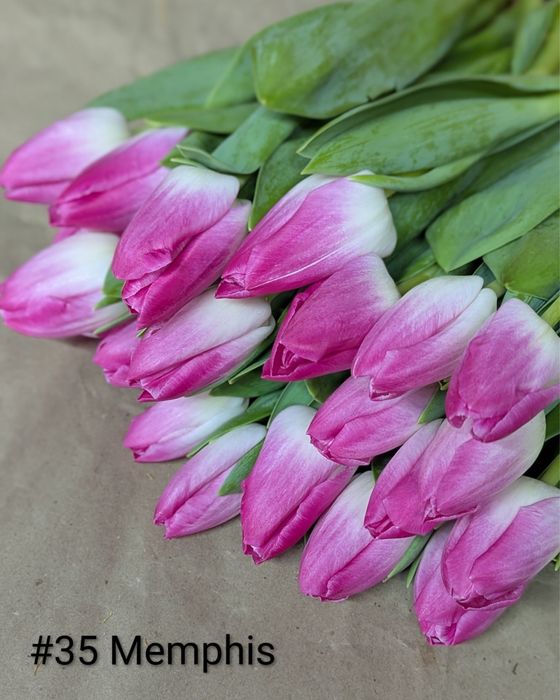 Тюльпан на 8 березня